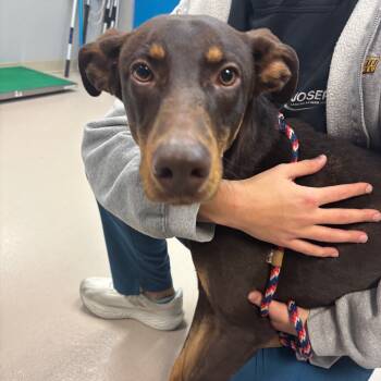 Rescue Doberman Pinscher and Mixed Breed Dogs for Adoption in Vineland, New Jersey - Colby | PetCurious