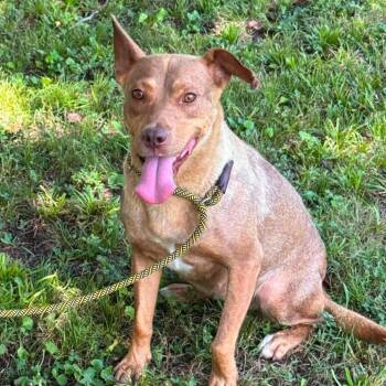 Nala -  Labrador Retriever Dog for Adoption in Sequatchie, Tennessee - Nala | PetCurious