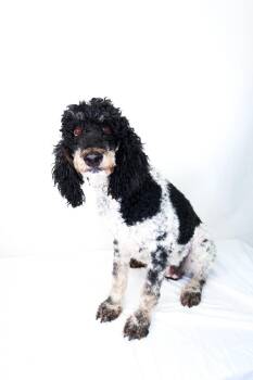 Poodle Dogs Available for Adoption in Bixby, Oklahoma - Louisa | PetCurious