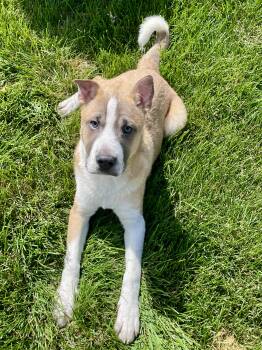 Waffles -  Shiba Inu and Shar Pei Dog for Adoption in Lacon, Illinois - Waffles | PetCurious