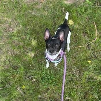 Alfalfa -  Rat Terrier Dog for Adoption in Worcester, Massachusetts - Alfalfa | PetCurious