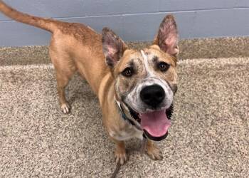 FUEGO -  Pit Bull Terrier and Mixed Breed Dog for Adoption in Colorado Springs, Colorado - FUEGO | PetCurious