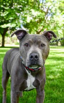 Titan Sr. -  Pit Bull Terrier and Mixed Breed Dog for Adoption in Yakima, Washington - Titan Sr. | PetCurious