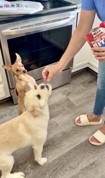 Toffee -  Chihuahua Dog for Adoption in Chester, New Jersey - Toffee | PetCurious
