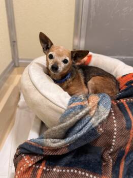 Chihuahua Dogs Available for Adoption in Pawleys Island, South Carolina - Maddux | PetCurious