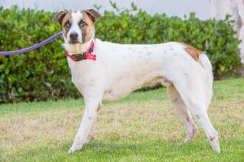 Naratee -  Cattle Dog and Jindo Dog for Adoption in Ramona, California - Naratee | PetCurious