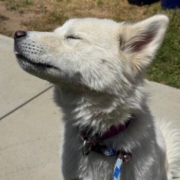Kiki -  Siberian Husky Dog Available for Adoption in Goleta, California - Kiki | PetCurious