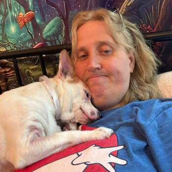 Chihuahua Dogs Available for Adoption - Rose Petal D10981 *Arriving 5/1 | PetCurious