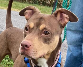 Boxer and Bulldog Dogs Available for Adoption - Mia Marvelous - Local Lady | PetCurious