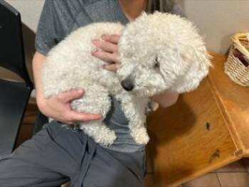 Moe -  Mixed Breed Dog for Adoption in Longmont, Colorado - Moe | PetCurious