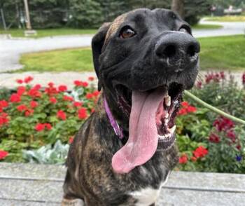 MEGARA -  Mastiff and Saint Bernard Dog for Adoption in Anchorage, Alaska - MEGARA | PetCurious