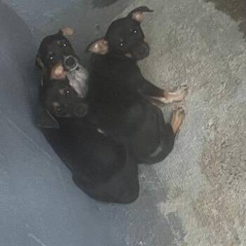 Chihuahua and Manchester Terrier Dogs Available for Adoption in Austin, Texas - Tourmaline Crown | PetCurious