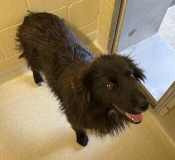 Mario -  Border Collie Dog for Adoption in Ashland, Ohio - Mario | PetCurious