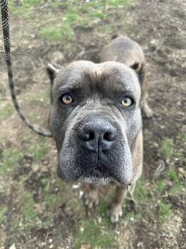 Cane Corso Dogs Available for Adoption - CHARMIN | PetCurious