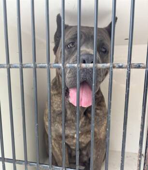 STORM -  Cane Corso Dog for Adoption - STORM | PetCurious