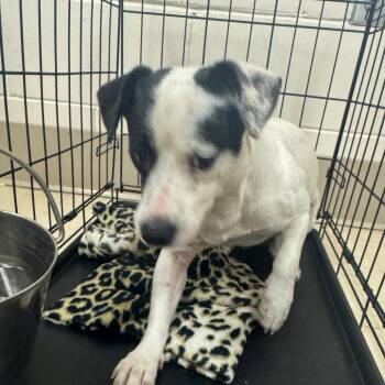 Biscuit -  Mixed Breed Dog for Adoption in Lake Panasoffkee, Florida - Biscuit | PetCurious