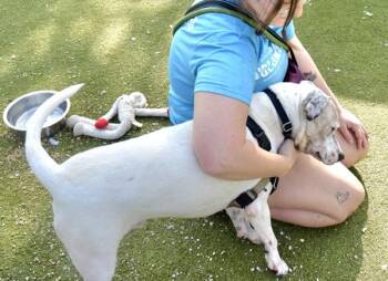 American Staffordshire Terrier Dogs Available for Adoption - Tonka | PetCurious