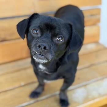 Chihuahua and Mixed Breed Dogs Available for Adoption in Long Beach, California - Benji | PetCurious