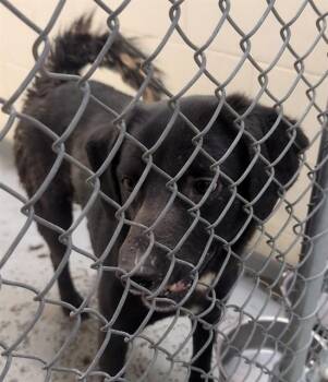 Husky and Labrador Retriever Dogs Available for Adoption in Anchorage, Alaska - FELIX | PetCurious