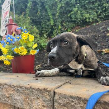 Farm Pup: Donkey -  Pit Bull Terrier and Mixed Breed Dog for Adoption in Falls Church, Virginia - Farm Pup: Donkey | PetCurious