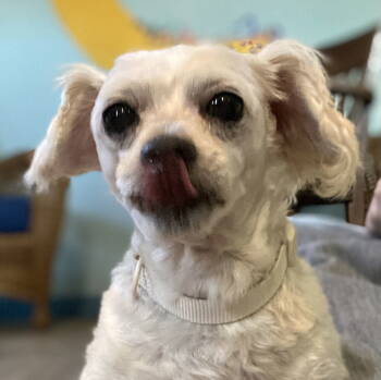 Rescue Maltese Dogs for Adoption in Pacolet, South Carolina - Ethan Feb 25 | PetCurious