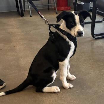 Mixed Breed Dogs Available for Adoption in Sterling, Massachusetts - Beau - 4 Months ( Avail 6/4) | PetCurious