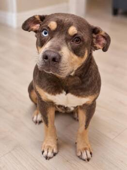 Divide -  Pit Bull Terrier Dog for Adoption in Piedmont, Oklahoma - Divide | PetCurious
