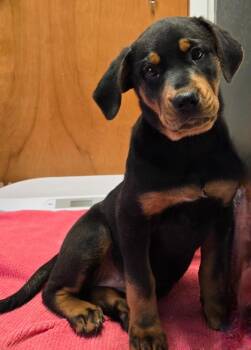 Bernese Mountain Dog Dogs Available for Adoption in Sandusky, Ohio - Kelly | PetCurious