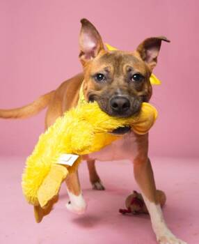 Scoobert -  Mixed Breed Dog for Adoption in Atlanta, Georgia - Scoobert | PetCurious