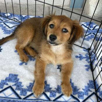 Dachshund and Pekingese Dogs Available for Adoption in Los Angeles, California - LOLLI | PetCurious