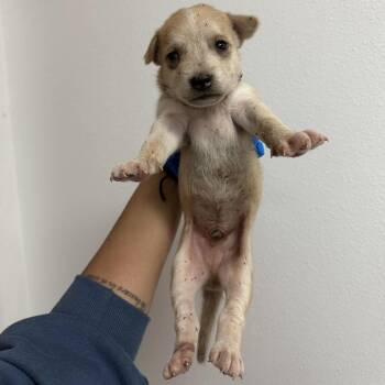 Enzo E2 -  Husky and Mixed Breed Dog for Adoption in Edinburg, Texas - Enzo E2 | PetCurious