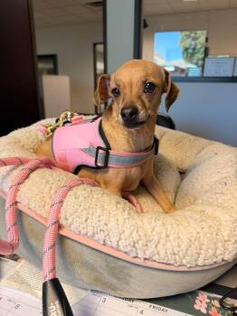 Nuna -  Chihuahua Dog for Adoption in Visalia, California - Nuna | PetCurious