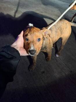 Mixed Breed Dogs Available for Adoption in Dallas, Texas - RAMPAGE | PetCurious