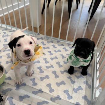 Dash(board) -  Pit Bull Terrier and Mixed Breed Dog for Adoption in Durham, North Carolina - Dash(board) | PetCurious