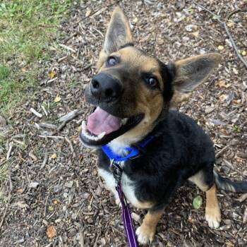 Rescue Mixed Breed Dogs for Adoption in Naperville, Illinois - Flynn | PetCurious