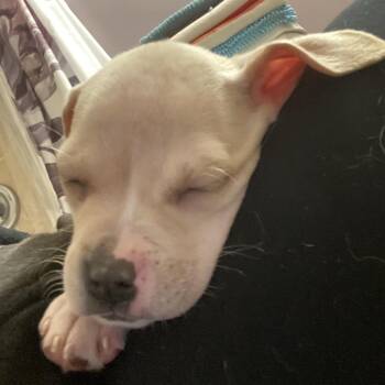 Doberman Pinscher and Mixed Breed Dogs Available for Adoption - Colorado | PetCurious