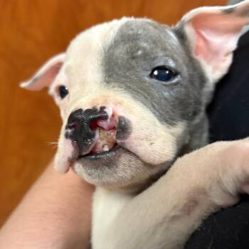 Pit Bull Terrier Dogs Available for Adoption in Yuma, Arizona - Gumball | PetCurious
