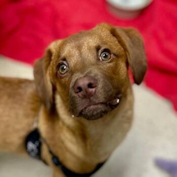 Chance -  Mixed Breed Dog for Adoption in Poplar Bluff, Missouri - Chance | PetCurious