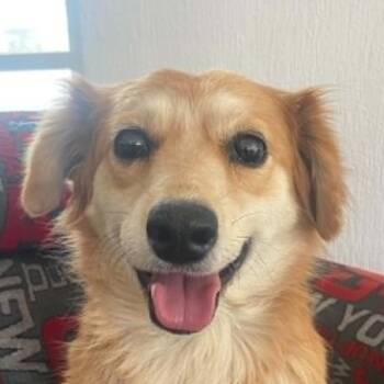 Blondie (20260831-01) -  Mixed Breed and Golden Retriever Dog for Adoption in Niagara Falls, Ontario - Blondie (20260831-01) | PetCurious