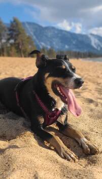 Border Collie Dogs Available for Adoption - Haku | PetCurious