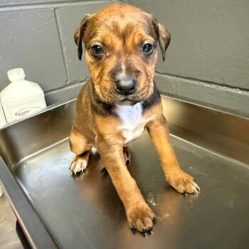 Blooper -  Pit Bull Terrier and Mixed Breed Dog for Adoption in Tuscaloosa, Alabama - Blooper | PetCurious