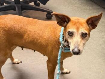 Mixed Breed Dogs Available for Adoption - Sandy | PetCurious