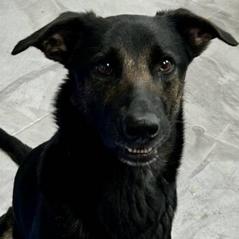 German Shepherd Dog and Labrador Retriever Dogs Available for Adoption - Dutchess (5/13) | PetCurious