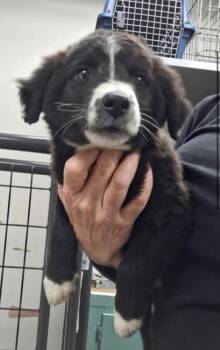 Border Collie and Poodle Dogs Available for Adoption in Pataskala, Ohio - Higgins | PetCurious