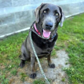 TRUFFLE -  Labrador Retriever and Mixed Breed Dog for Adoption in Long Beach, California - TRUFFLE | PetCurious