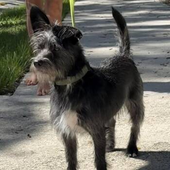 Narshi -  Chihuahua and Cairn Terrier Dog for Adoption in Lakewood Ranch, Florida - Narshi | PetCurious