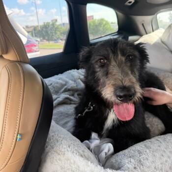 Kristen Schaal -  Labrador Retriever and Poodle Dog for Adoption in New York, New York - Kristen Schaal | PetCurious