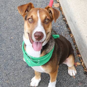 Rescue Hound and Shepherd Dogs for Adoption in Washington, District Of Columbia - Sparkle | PetCurious