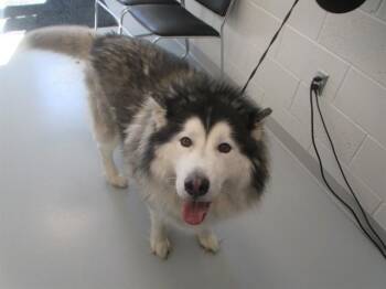 A389811 -  Husky Dog for Adoption in Ocala, Florida - A389811 | PetCurious