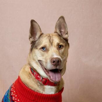 Husky and Pit Bull Terrier Dogs Available for Adoption - KAI | PetCurious